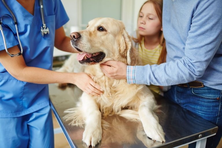 CMA outlines plan to investigate ‘multiple’ veterinary sector concerns