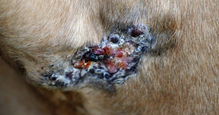 Use of electrochemotherapy