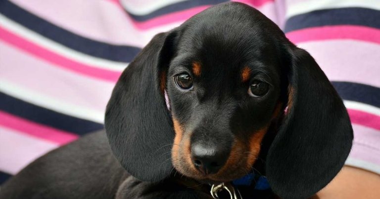 BVA issues new plea on responsible breeding