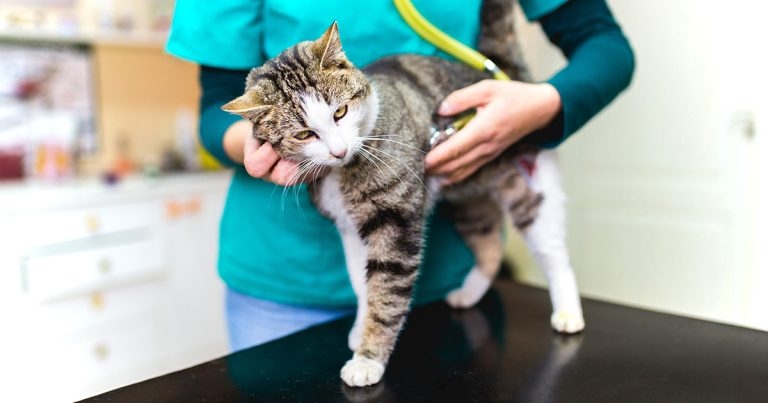 Feline behaviour – tailoring care for cats’ unique needs