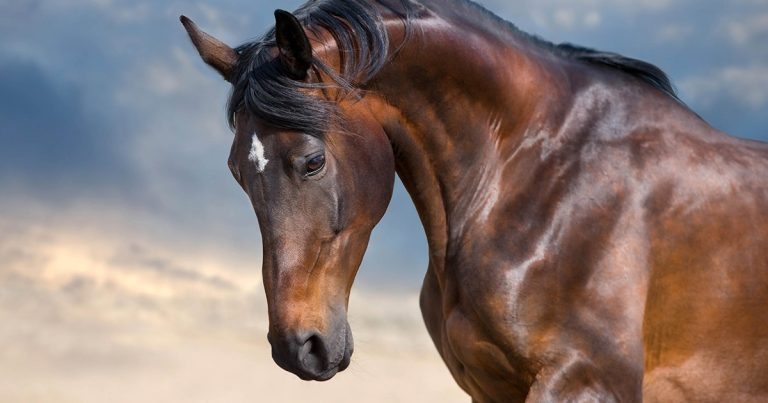 Cytology findings from an equine neck mass