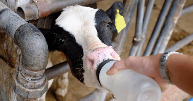 Help on milk replacer labelling