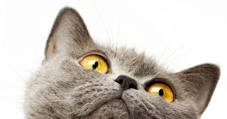 Research Review: Identifying animal pain and access to veterinary care