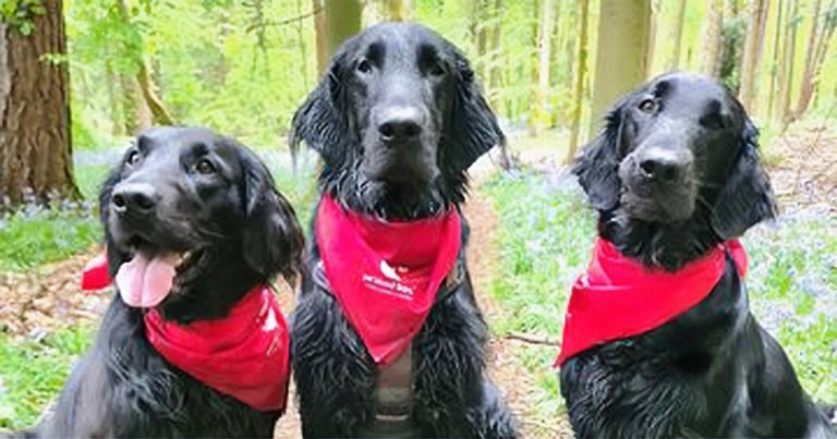 Pet Blood Bank UK freezes price of products