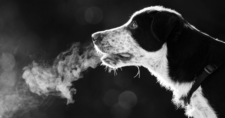 Free Respiratory Educator Masterclass CPD