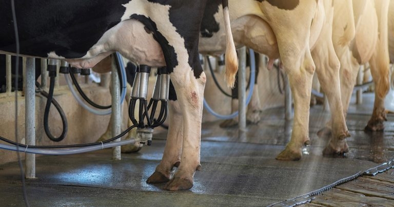 Mastitis: latest research, treatments and prevention