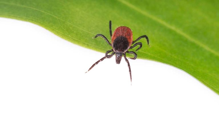 Designer breeds have higher tick risk
