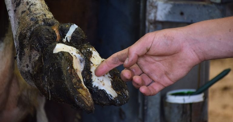 Evidence-based approach to claw-horn lesions in herds
