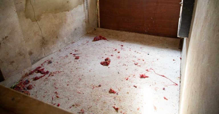 Four guilty of animal welfare offences over European dog fighting ring