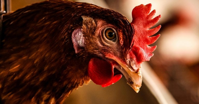 Next discussion session to aid farm vets on poultry care