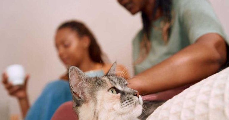 Feline diabetes treatment now licensed for island of Ireland