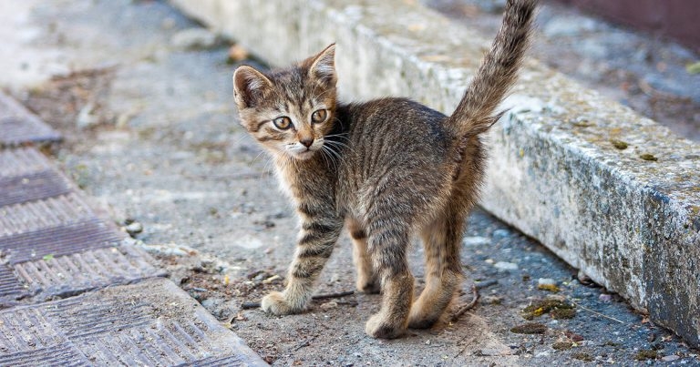 Neutering plea amid kitten season fears