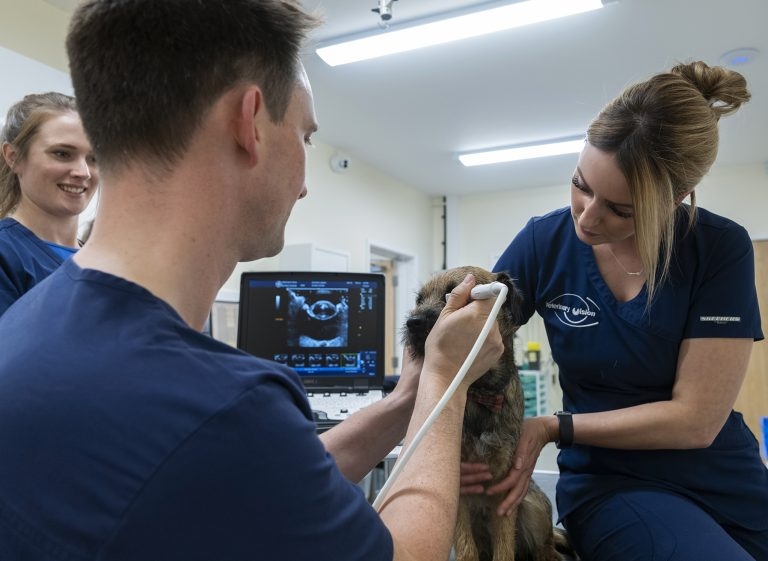 Canine retinal reattachment surgery – restoring vision