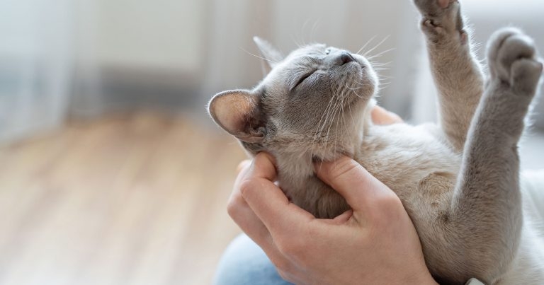 One health: in the context of pet ownership