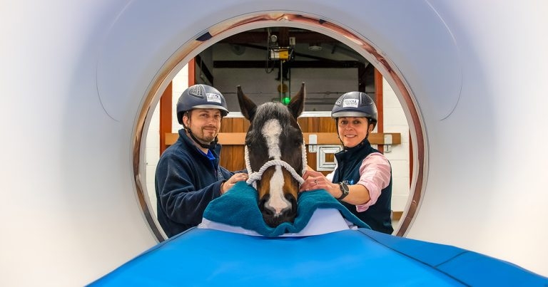 Bell rings changes with equine CT scanner