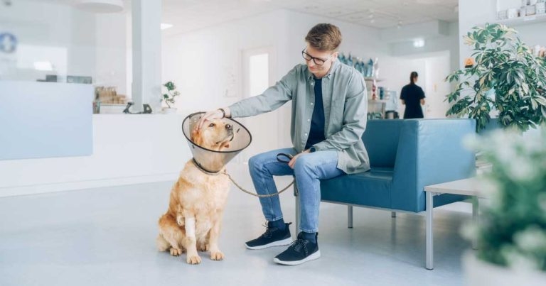 Job cut concerns as IVC Evidensia reviews costs and trials new model