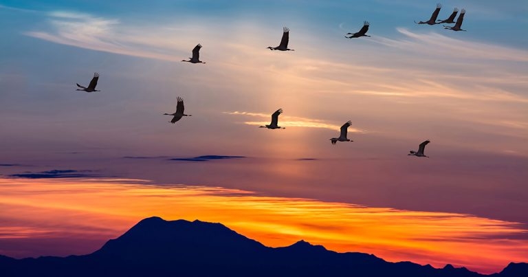 Tighter avian flu restrictions follow new Yorkshire case