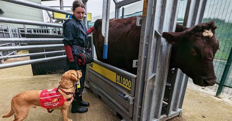 Assistance dog gets veterinary student back to school