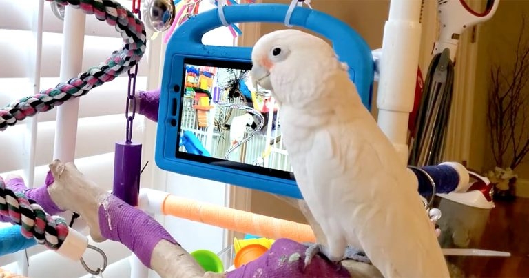 Parrots like it live: study shows preference for ‘real life’ interactions