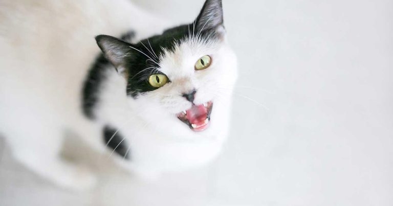 New cat life expectancy research stats ‘will help owners’