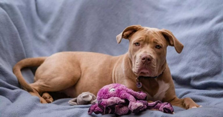 Charities extend XL bully neutering scheme