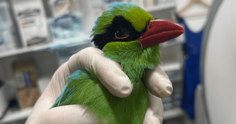 World-first scan on Javan green magpies