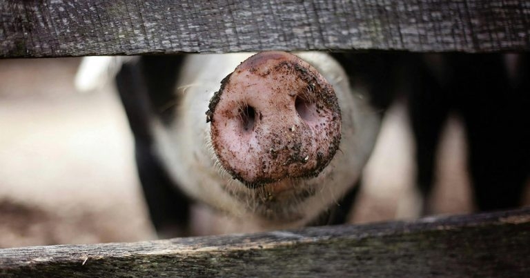 Dechra to host pig deworming webinars