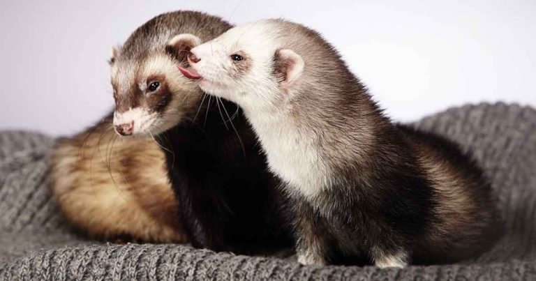 Survey’s biggest concerns among UK’s small animal owners