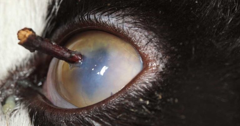 Vets grasp thorny problem to save cat’s eye