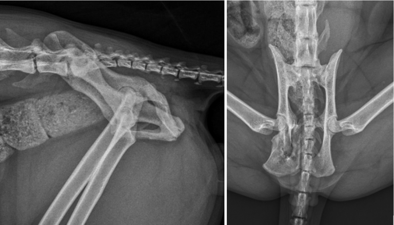 Pelvic canal widening using digital tomosynthesis in cats