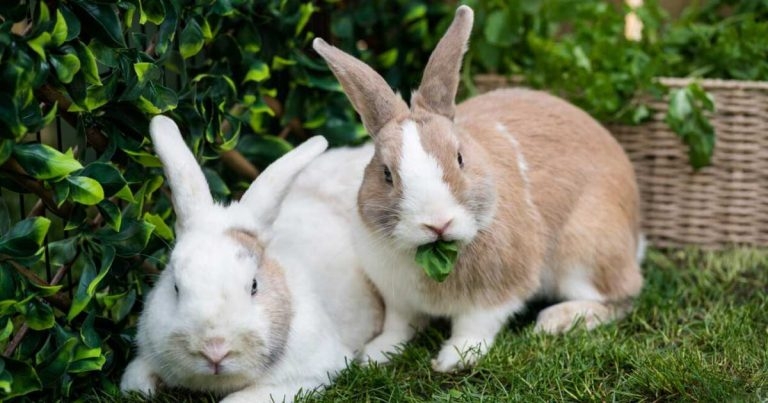 Free resources available ahead of Rabbit Awareness Week 2024