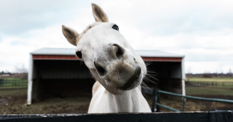 Hold Your Horses as new patient stress course launches