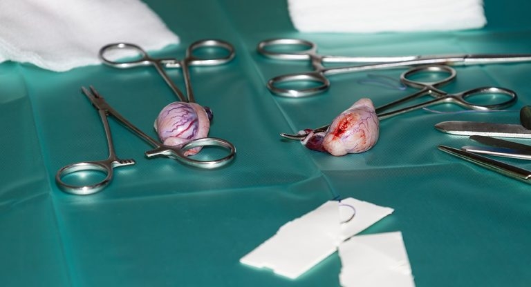 Canine castration: WSAVA’s neutering guidance changes