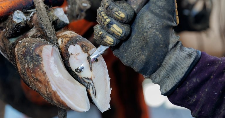 Evidence-based approach to claw horn lesions in herds, part 2