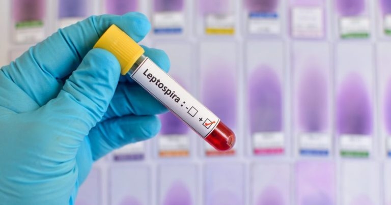 Vets warned of big increase in lepto cases