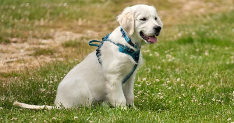 Generation Pup leaders eye 10,000 participant landmark