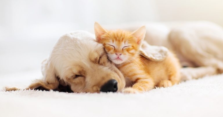 Practices urged to submit postoperative neutering data