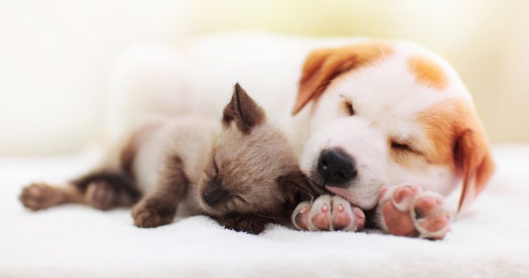 Research Review: Canine meningoencephalitis of unknown origin diagnosis