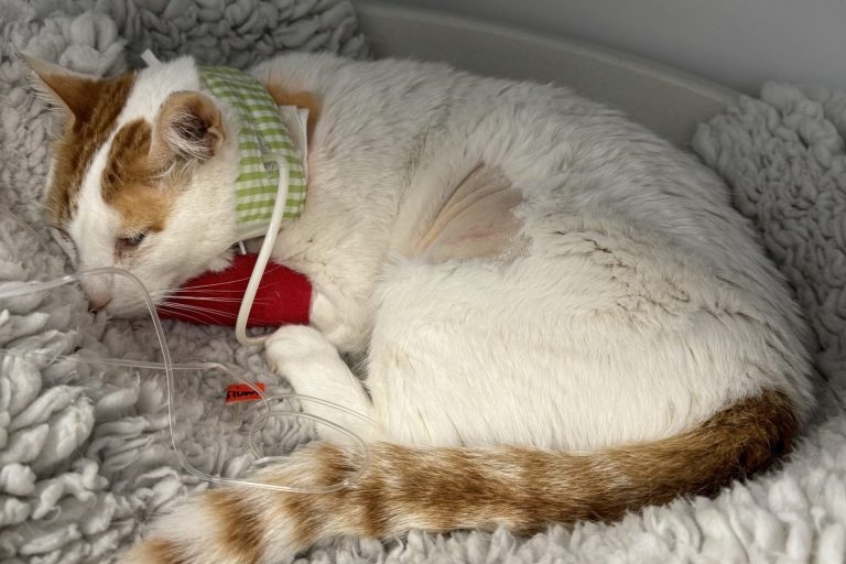 Update on treating FIP using antiviral drugs