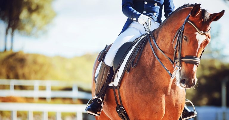 How common are equine postoperative complications?