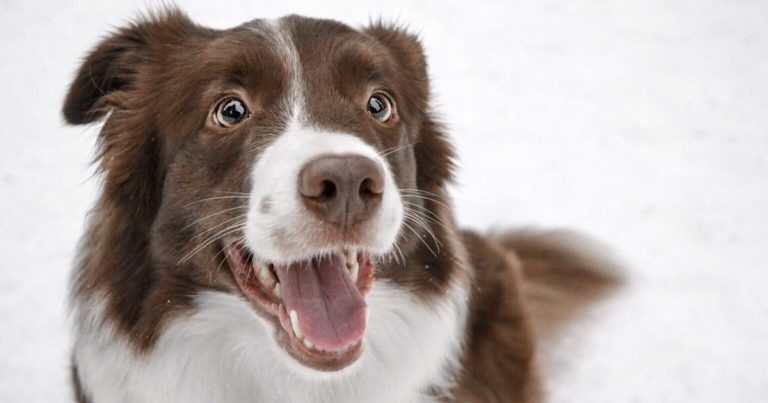 Diagnosing genetic early adult-onset hearing loss