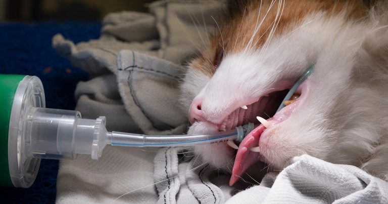 ET tubes in cats – can you cuff it?