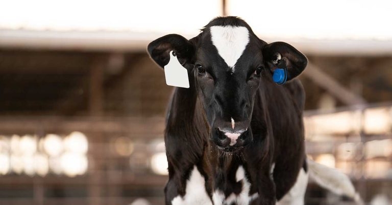 MSD urges focus on youngstock disease prevention