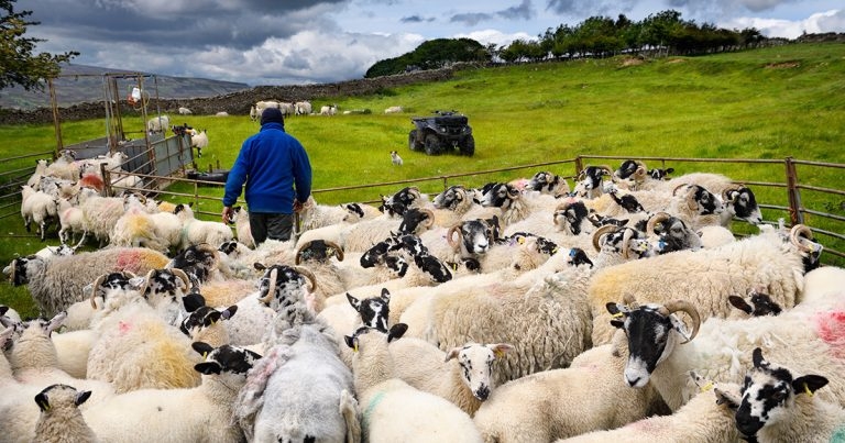 New vigilance plea as bluetongue risk grows