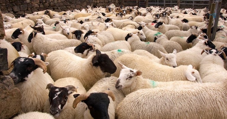 Most farmers admit having thin ewes, but half get no vet advice