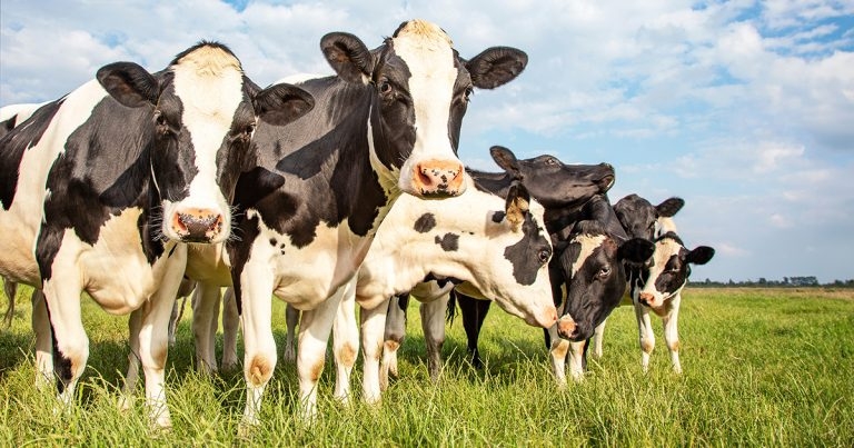 Overview on infectious diseases