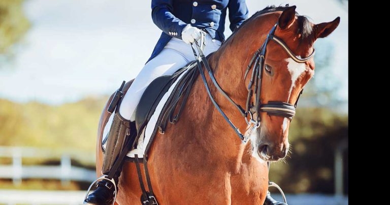 Sports horses are key to future of equine practice