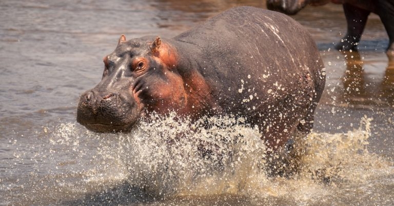 Heavyweight hang time – research shows how hippos get airborne