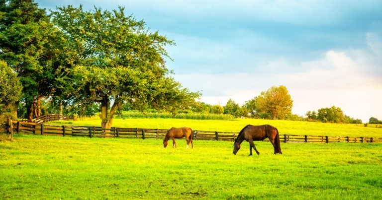 Study offers ‘significant’ advances in strangles transmission research