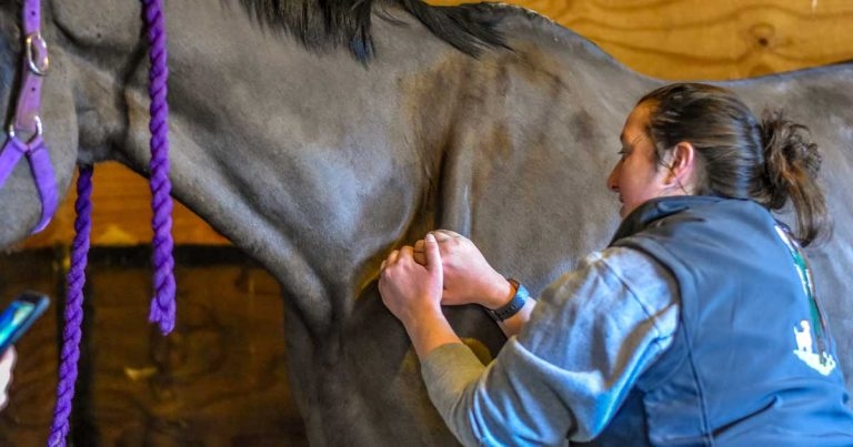 Vet nurse pivots career to support animal welfare outside the vet clinic